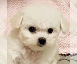 Small #1 Bichon Frise