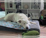 Small #5 Great Pyrenees Mix
