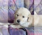 Small #14 Golden Retriever