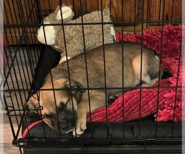 Medium Photo #5 German Shepherd Dog-Unknown Mix Puppy For Sale in Hinton, WV, USA