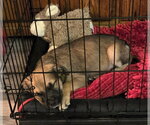 Small #4 German Shepherd Dog Mix