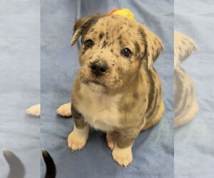 Catahoula Leopard Dog-Unknown Mix Dogs for adoption in Green Forest, AR, USA