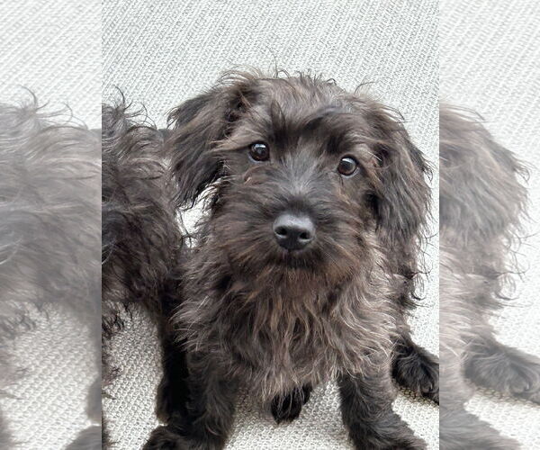 Medium Photo #2 Miniature Schnauzer-Unknown Mix Puppy For Sale in Newport Beach, CA, USA