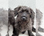 Small #1 Miniature Schnauzer Mix