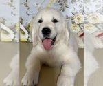 Small #1 English Cream Golden Retriever