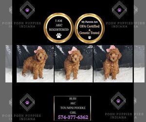 Poodle (Miniature) Puppy for sale in WARSAW, IN, USA