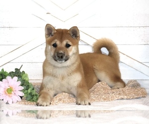 Shiba Inu Puppy for sale in PLATTEVILLE, WI, USA