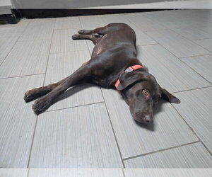 Nike - Female Labrador Retriever-Unknown Mix Dog for Adoption - Photo #3