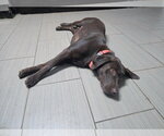 Small Photo #3 Labrador Retriever-Unknown Mix Puppy For Sale in Clovis, CA, USA