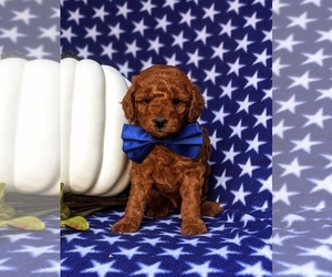 Poodle (Toy) Puppy for sale in KIRKWOOD, PA, USA