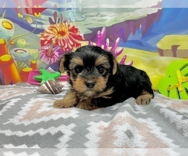 Medium Photo #6 Morkie Puppy For Sale in CASSVILLE, MO, USA