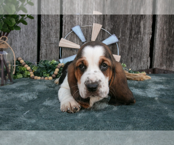 Medium Photo #3 Basset Hound Puppy For Sale in FRESNO, OH, USA