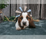 Small Photo #31 Basset Hound Puppy For Sale in FRESNO, OH, USA