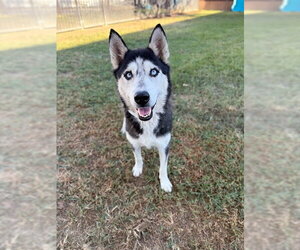 Siberian Husky Dogs for adoption in Riverside, CA, USA