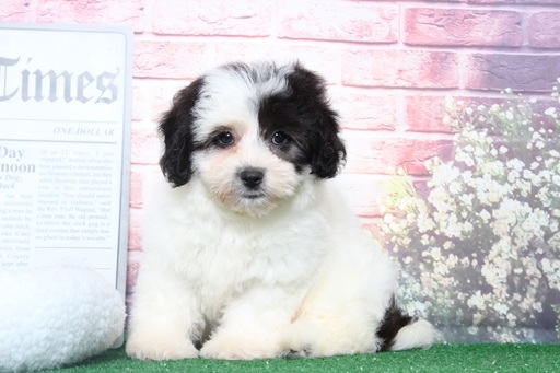 Medium Photo #4 Lhasa-Poo Puppy For Sale in BEL AIR, MD, USA