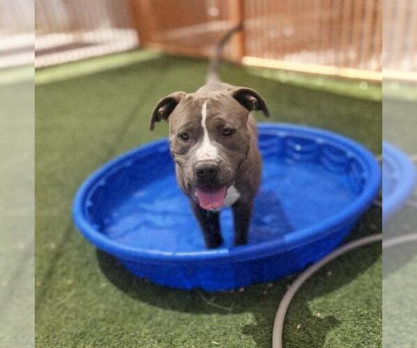 Medium Photo #2 Mutt Puppy For Sale in Las Vegas, NV, USA