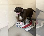 Small #4 Labrador Retriever Mix