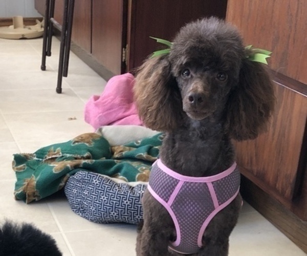 Medium Photo #1 Poodle (Miniature) Puppy For Sale in NEW RICHLAND, MN, USA