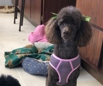 Small Photo #1 Poodle (Miniature) Puppy For Sale in NEW RICHLAND, MN, USA
