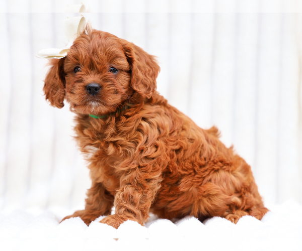 Medium Photo #1 Cavapoo (Miniature) Puppy For Sale in LIBERTY, KY, USA