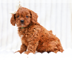 Cavapoo (Miniature) Puppy for sale in LIBERTY, KY, USA