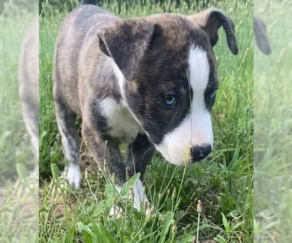 Medium Photo #13 American Pit Bull Terrier-Labrador Retriever Mix Puppy For Sale in Ridgefield, CT, USA