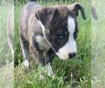 Small #12 American Pit Bull Terrier-Labrador Retriever Mix