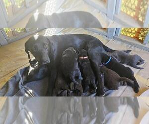 Mother of the Labrador Retriever puppies born on 10/04/2023
