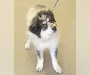 Great Pyrenees-Unknown Mix Dogs for adoption in PEYTON, CO, USA