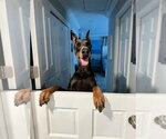 Small Doberman Pinscher
