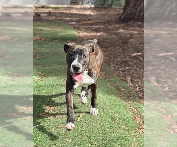 Medium Photo #1 Mutt Puppy For Sale in Fremont, CA, USA