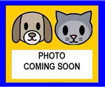 Small American Staffordshire Terrier