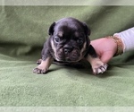 Small Photo #4 French Bulldog Puppy For Sale in PALATINE, IL, USA