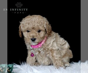 Golden Retriever-ShihPoo Mix Puppy for sale in GAP, PA, USA