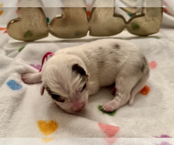Medium Photo #10 Border Collie Puppy For Sale in MARYVILLE, TN, USA