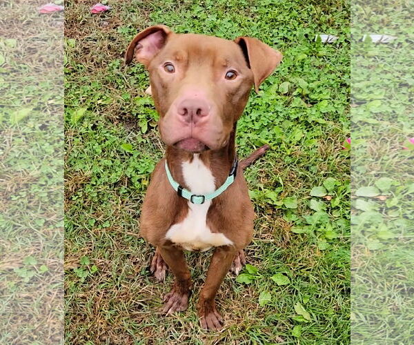 Medium Photo #2 American Pit Bull Terrier-Unknown Mix Puppy For Sale in Millersville, MD, USA