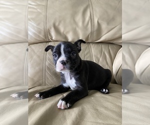 Boston Terrier Puppy for sale in CHARLOTTESVILLE, VA, USA