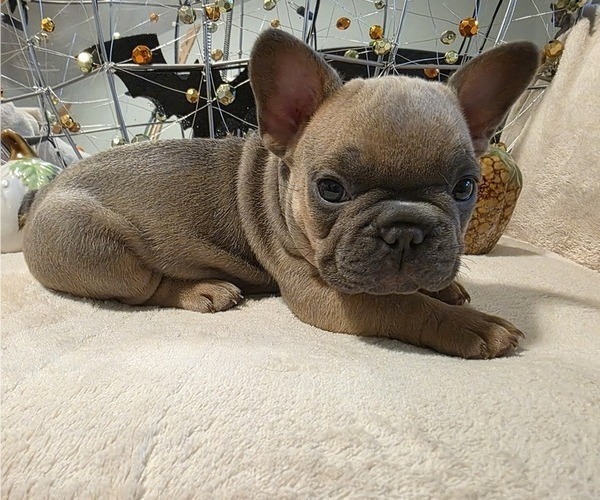 Medium Photo #1 French Bulldog Puppy For Sale in COLUMBIA FALLS, MT, USA
