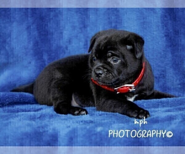 Medium Photo #3 Jug-Shiba Inu Mix Puppy For Sale in LIBERTY, KY, USA