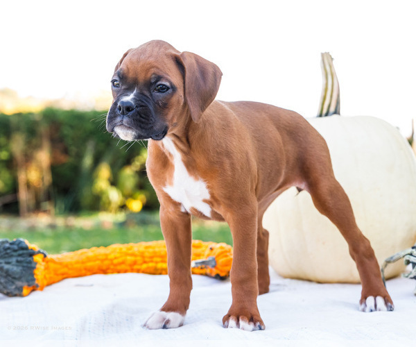 Medium Photo #61 Boxer Puppy For Sale in WAKARUSA, IN, USA