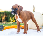 Small Photo #61 Boxer Puppy For Sale in WAKARUSA, IN, USA