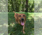 Small #14 Mutt