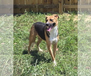 Mutt Dogs for adoption in Jackson, MS, USA