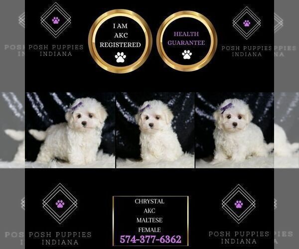 Medium Photo #40 Maltese Puppy For Sale in WARSAW, IN, USA