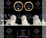 Small #5 Maltese