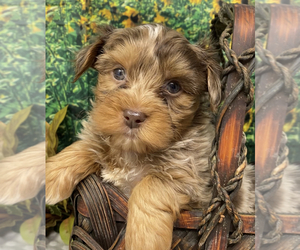 Shorkie Tzu Litter for sale in SELLERSBURG, IN, USA
