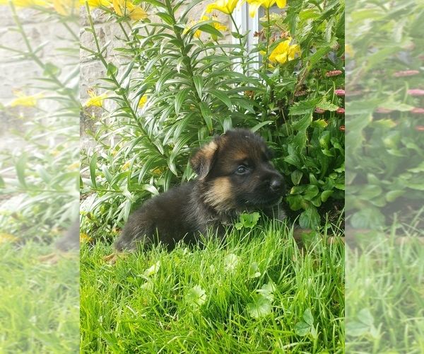 Medium Photo #11 German Shepherd Dog Puppy For Sale in MILLERSTOWN, PA, USA