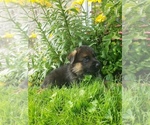 Small Photo #11 German Shepherd Dog Puppy For Sale in MILLERSTOWN, PA, USA