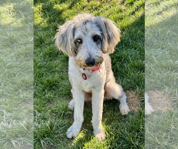Medium Photo #7 Poodle (Standard)-Unknown Mix Puppy For Sale in Wakefield, RI, USA