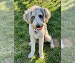 Small #6 Poodle (Standard) Mix